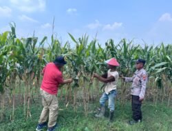 Polisi Turun ke Sawah, Lahan Jagung di Prambon Dicek Demi Ketahanan Pangan