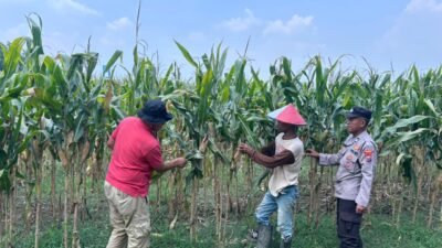 Polisi Turun ke Sawah, Lahan Jagung di Prambon Dicek Demi Ketahanan Pangan