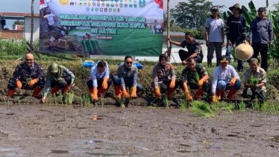 Hadapi Potensi Kemarau Panjang, Pemkot Malang Tanam Padi Serentak