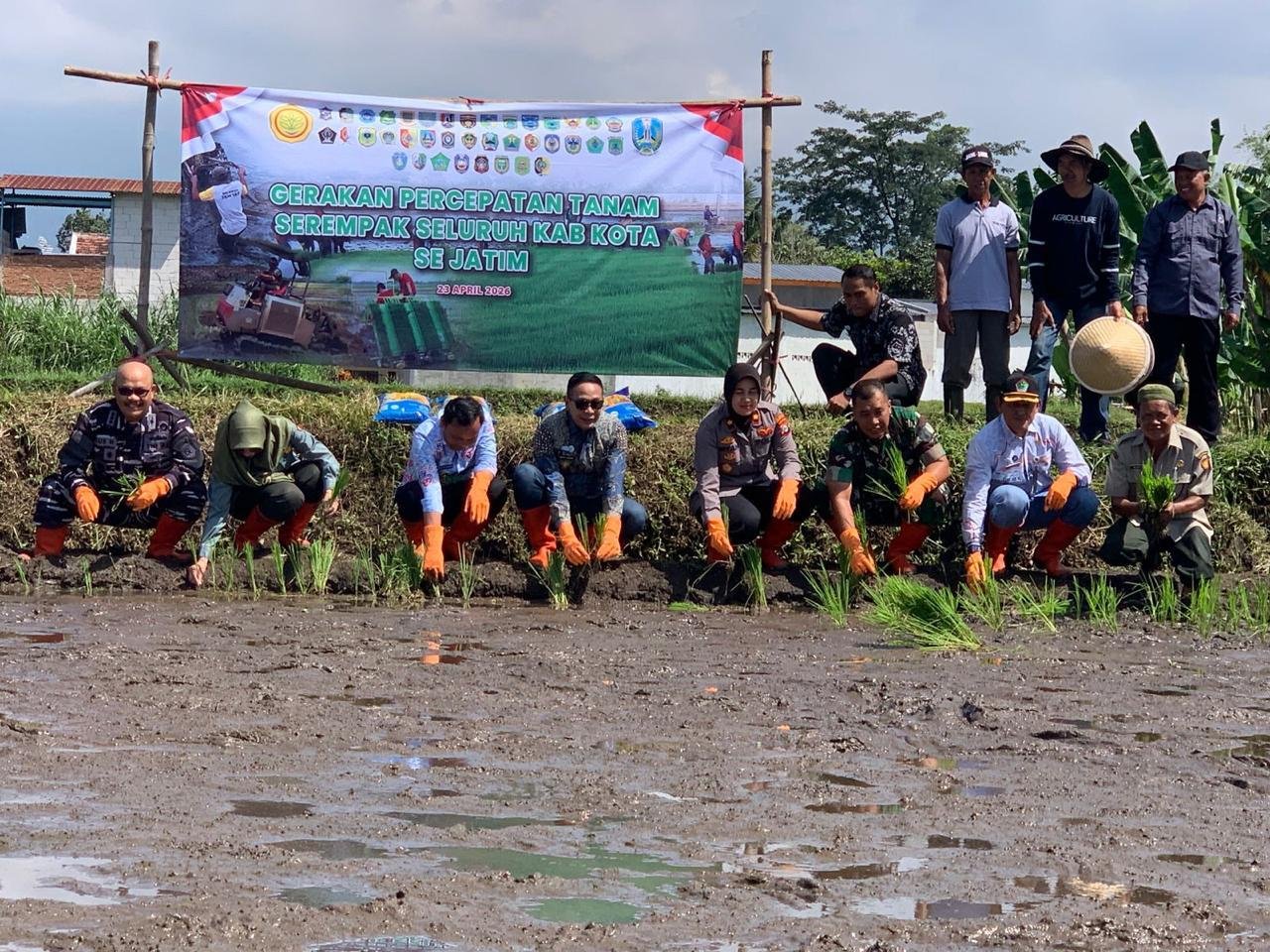 Hadapi Potensi Kemarau Panjang, Pemkot Malang Tanam Padi Serentak