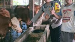 AIPDA Nanang Sumantri, S.H. Mas Bhabinkamtibmas Sidomukti Aktif Monitoring Ternak, Dukung Ketahanan Pangan dan Kesehatan Hewan Kurban
