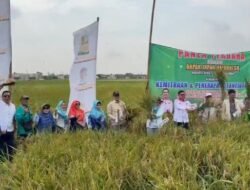 Panen Perdana Padi Poktan Mekar Tani Muktiwari Cibitung Meningkat 11 ton per Hektar Kemitraan Pupuk Hayati Biotani