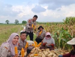 Polsek Tanggulangin Turun ke Sawah, Dampingi Panen Jagung 1 Hektar Bersama Petani Desa Randegan
