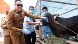 Jelang Idul Adha, Walikota Wahyu Pastikan Hewan Kurban telah Melalui Pemeriksaan Kesehatan