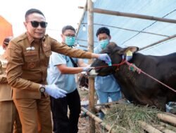 Jelang Idul Adha, Walikota Wahyu Pastikan Hewan Kurban telah Melalui Pemeriksaan Kesehatan