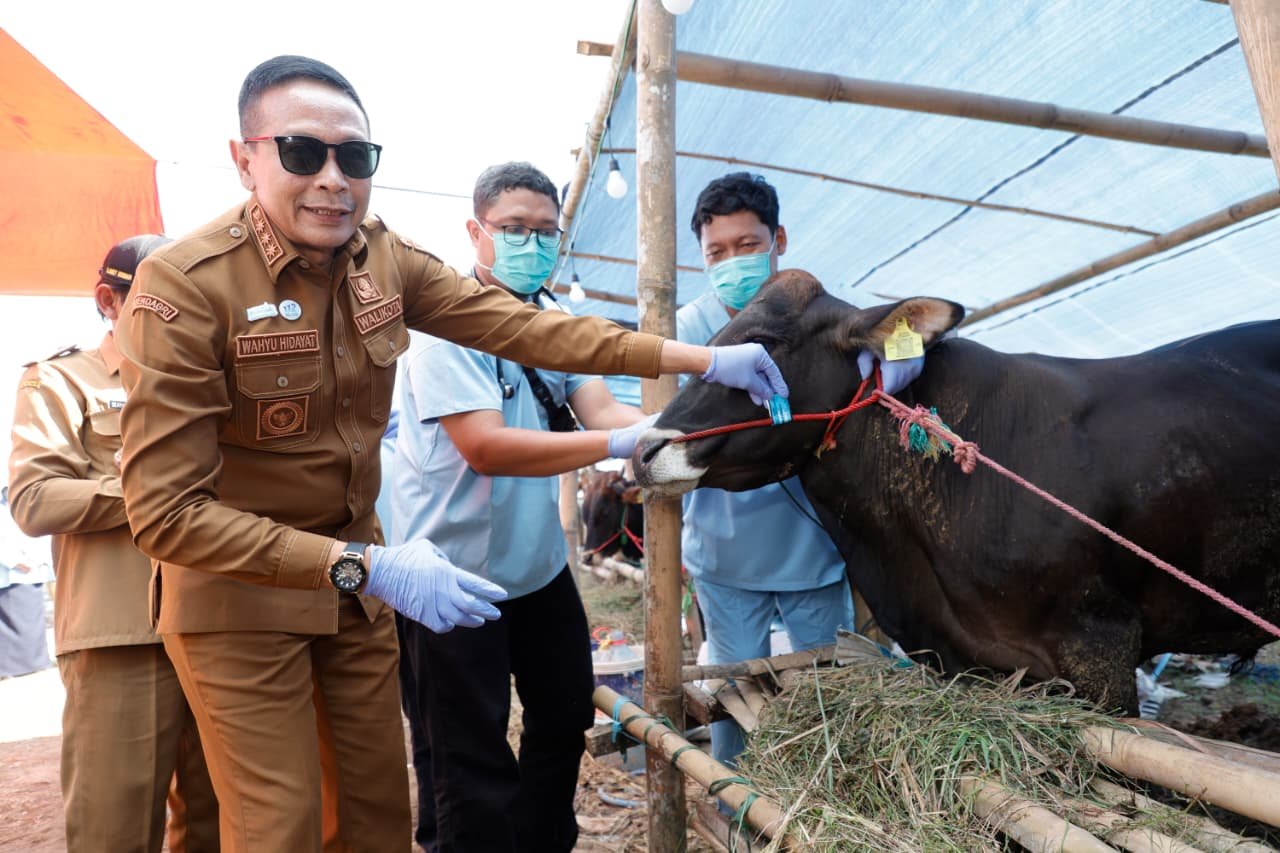 Jelang Idul Adha, Walikota Wahyu Pastikan Hewan Kurban telah Melalui Pemeriksaan Kesehatan