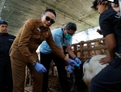 Jelang Idul Adha, Wali Kota Malang Pastikan Hewan Kurban Sehat dan Layak Disembelih