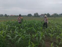 Kanit Binmas Polsek Krembung Rawat Jagung Hibrida Dukung Swasembada Pangan