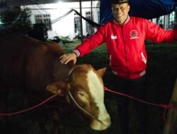 DPC PDI Perjuangan Kota Batu Terima Hewan Kurban 5 Ekor Sapi dari DPD Jatim, Komitmen Sebarkan Semangat Perjuangan dengan Berbagi Kebahagiaan Bersama Masyarakat