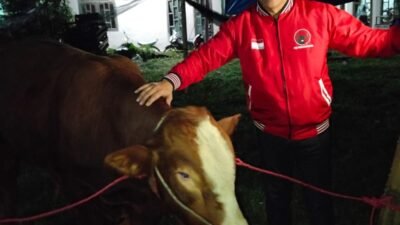 DPC PDI Perjuangan Kota Batu Terima Hewan Kurban 5 Ekor Sapi dari DPD Jatim, Komitmen Sebarkan Semangat Perjuangan dengan Berbagi Kebahagiaan Bersama Masyarakat