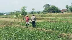 Bhabinkamtibmas Polsek Sukorejo Dampingi Petani Optimalkan Lahan Produktif