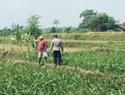 Bhabinkamtibmas Polsek Sukorejo Dampingi Petani Optimalkan Lahan Produktif