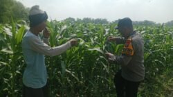 Polsek Balongbendo Tinjau Lahan Jagung, Dukung Swasembada Pangan di Sidoarjo