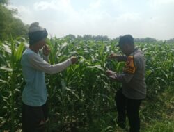 Polsek Balongbendo Tinjau Lahan Jagung, Dukung Swasembada Pangan di Sidoarjo