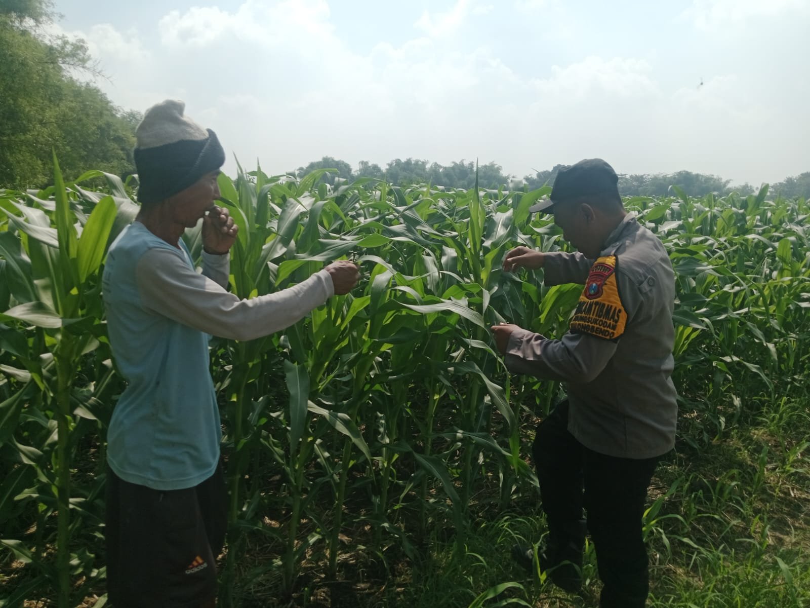 Polsek Balongbendo Tinjau Lahan Jagung, Dukung Swasembada Pangan di Sidoarjo