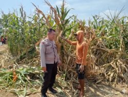 Polsek Winongan Pantau Lahan Jagung di Desa Menyarik Dukung Program Ketahanan Pangan Nasional