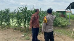 Polisi di Krembung Rawat Tanaman Jagung untuk Dukung Swasembada Pangan