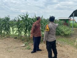Polisi di Krembung Rawat Tanaman Jagung untuk Dukung Swasembada Pangan