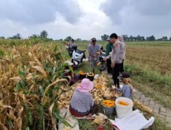 Polsek Tanggulangin Optimalkan Peran Bhabinkamtibmas Dampingi Petani Jagung