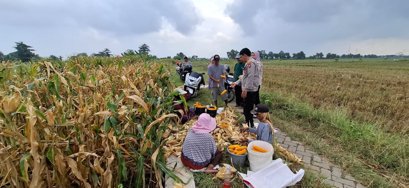 Polsek Tanggulangin Optimalkan Peran Bhabinkamtibmas Dampingi Petani Jagung