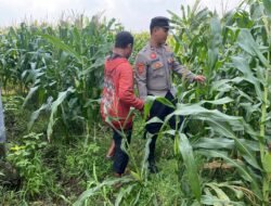Polisi Turun ke Sawah, Polsek Tarik Cek Langsung Jagung Petani di Sidoarjo