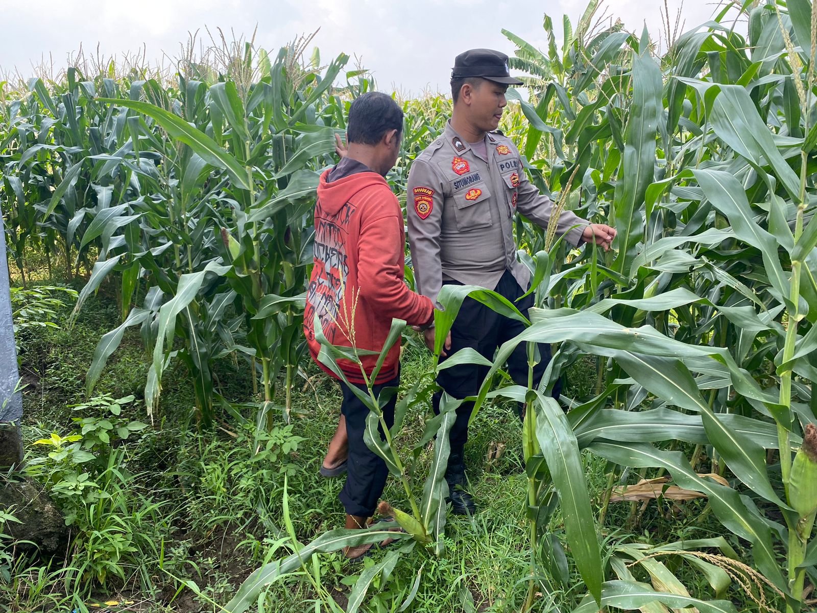 Polisi Turun ke Sawah, Polsek Tarik Cek Langsung Jagung Petani di Sidoarjo