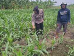 Polsek Gedangan bersama Petani Desa Punggul, Siap Optimalkan Panen Jagung