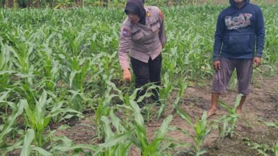 Polsek Gedangan bersama Petani Desa Punggul, Siap Optimalkan Panen Jagung