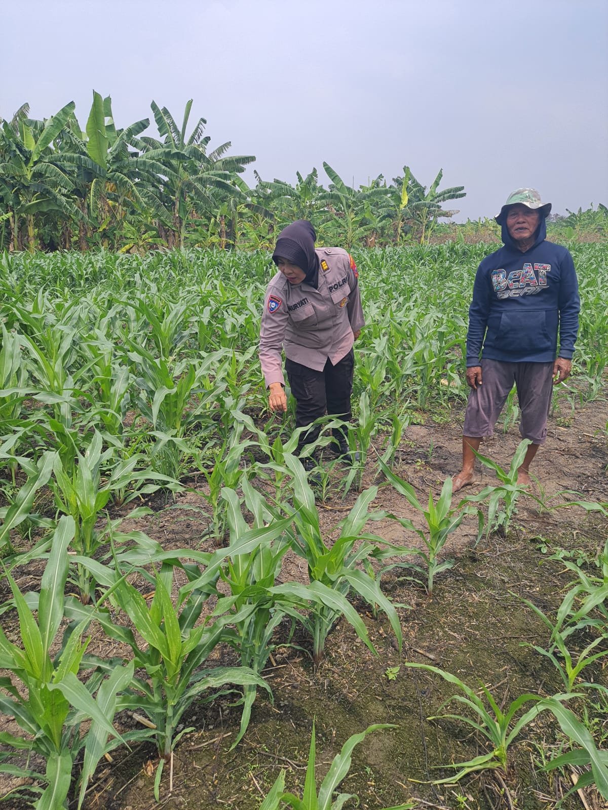 Polsek Gedangan bersama Petani Desa Punggul, Siap Optimalkan Panen Jagung