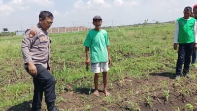 Masifkan Gerakan Ketahanan Pangan, Polisi di Kecamatan Tarik Dampingi Petani