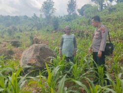 Tak Hanya Jaga Kamtibmas, Bhabinkamtibmas di Tutur Ikut Rawat Ladang Jagung Warga
