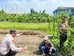 Polsek Sedati Optimis Pengelolaan Lahan Jagung Berhasil Dukung Ketahanan Pangan
