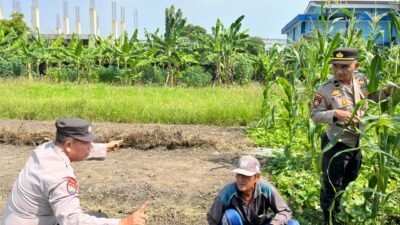 Polsek Sedati Optimis Pengelolaan Lahan Jagung Berhasil Dukung Ketahanan Pangan