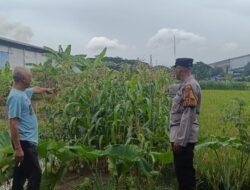 Bhabinkamtibmas Desa Kraton Pantau Pertumbuhan Jagung, Dukung Program Ketahanan Pangan Nasional