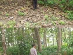 Polsek Kenduruan Polres Tuban Patroli Kawasan Hutan Antisipasi Karhutla dan Bencana Alam