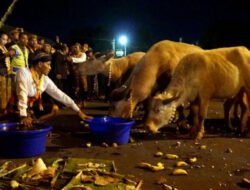 Menyusuri Malam Sakral 1 Suro di Solo, Ketika Kebo Bule Memimpin Kirab Pusaka Keraton