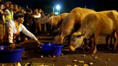 Menyusuri Malam Sakral 1 Suro di Solo: Ketika Kebo Bule Memimpin Kirab Pusaka Keraton