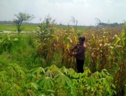 Polsek Prambon Dampingi Petani, Pastikan Tanaman Jagung Siap Dongkrak Swasembada Pangan