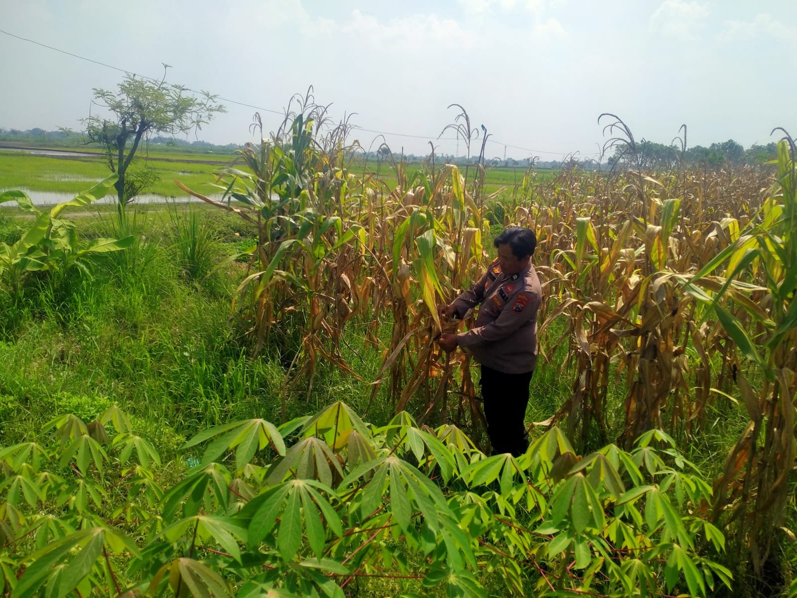 Polsek Prambon Dampingi Petani, Pastikan Tanaman Jagung Siap Dongkrak Swasembada Pangan