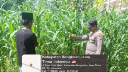 Polsek Galis Kawal Ketahanan Pangan Lewat Perawatan Tanaman Jagung di Pakaan Laok