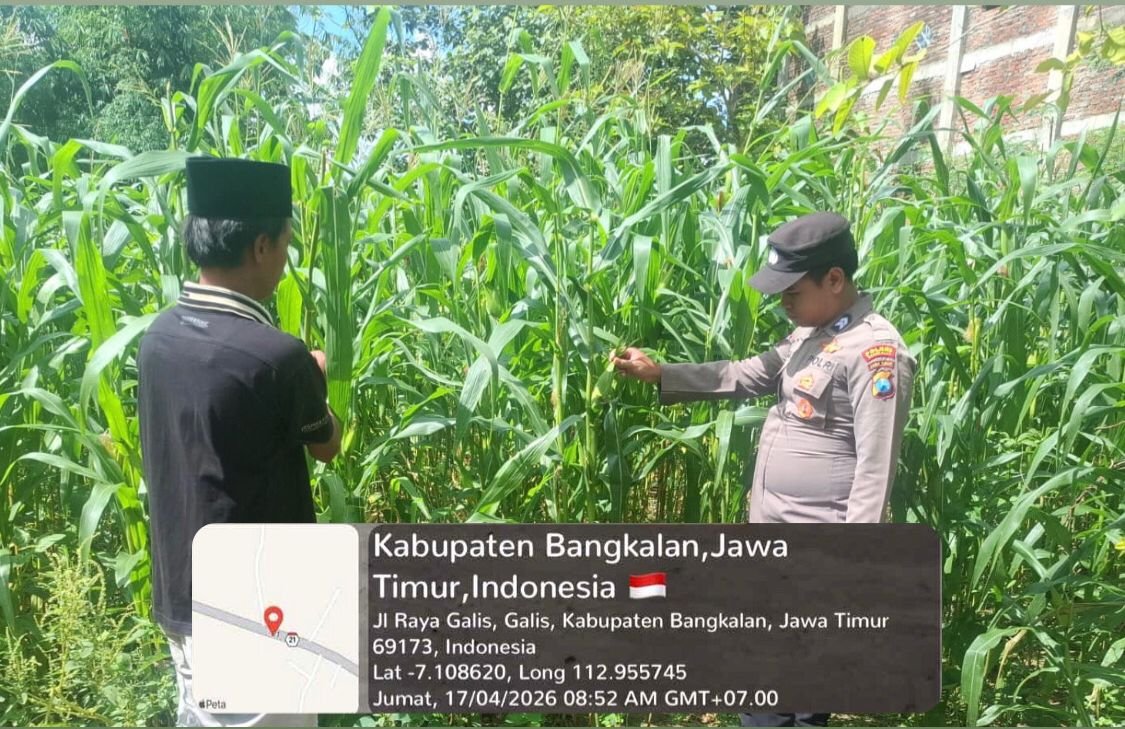 Polsek Galis Kawal Ketahanan Pangan Lewat Perawatan Tanaman Jagung di Pakaan Laok