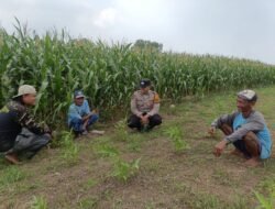 Polsek Porong Pantau Pertumbuhan Jagung di Desa Pesawahan, Dukung Ketahanan Pangan Nasional