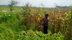 Polsek Prambon Dampingi Petani, Pastikan Tanaman Jagung Siap Dongkrak Swasembada Pangan