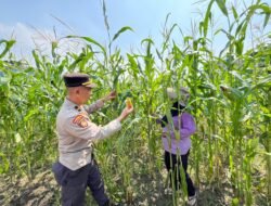 Polsek Sedati Optimis Pengelolaan Lahan Jagung Mampu Optimalkan Swasembada Pangan