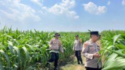 Polsek Krembung Dampingi Perawatan Lahan Jagung, Dukung Ketahanan Pangan