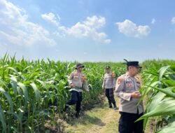 Polsek Krembung Dampingi Perawatan Lahan Jagung, Dukung Ketahanan Pangan