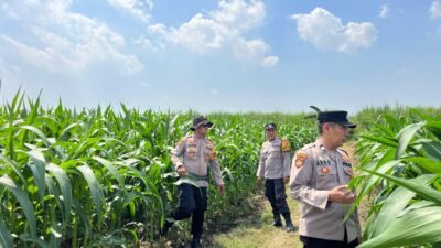 Polsek Krembung Dampingi Perawatan Lahan Jagung, Dukung Ketahanan Pangan