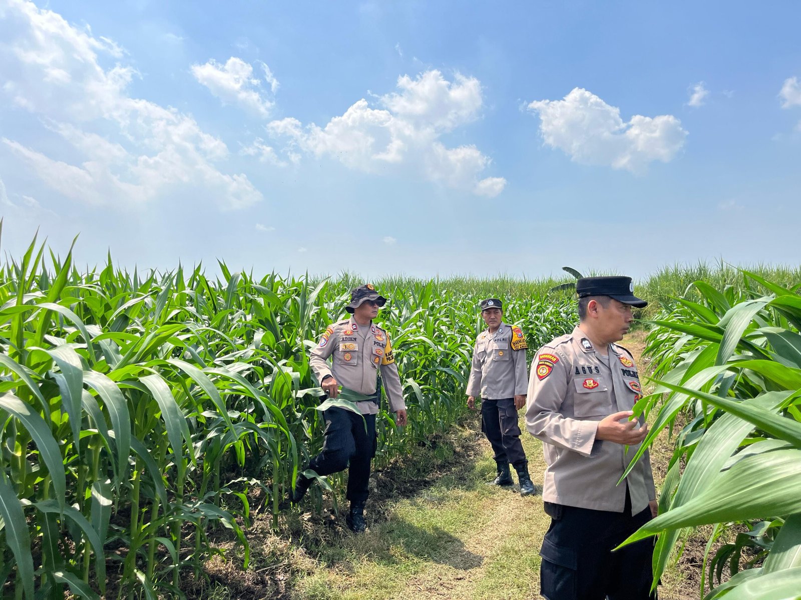 Polsek Krembung Dampingi Perawatan Lahan Jagung, Dukung Ketahanan Pangan