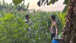 Tanaman Jagung Mulai Berbuah, Polsek Gedangan Intensifkan Pendampingan Ketahanan Pangan