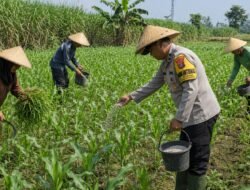 Polri Turun ke Lahan, Bhabinkamtibmas Malang Jadi Penggerak Ketahanan Pangan Nasional